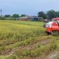 Xã Thọ Lộc tích cực thu hoạch lúa mùa